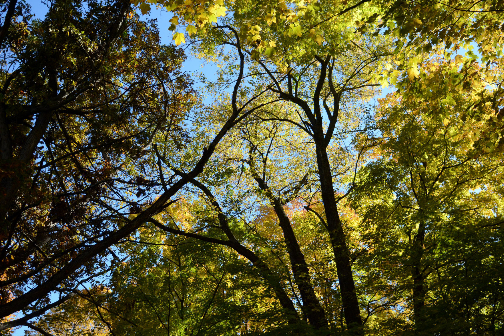 Baraboo area fall color, Oct. 8, 2020
